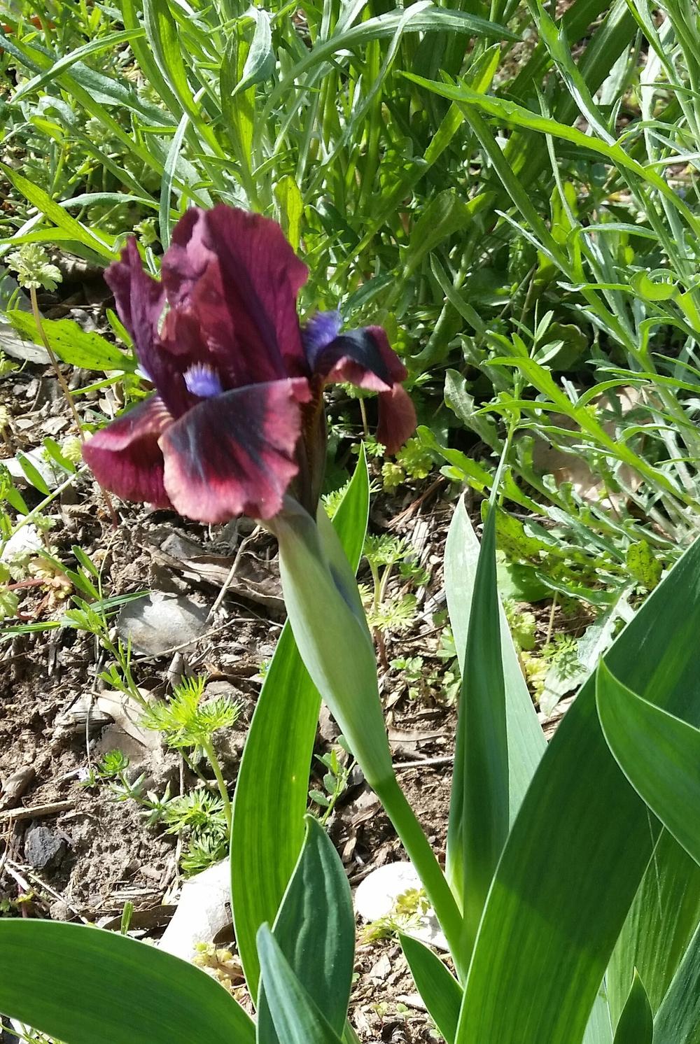 Photo of Standard Dwarf Bearded Iris (Iris 'Cat's Eye') uploaded by FAIRYROSE