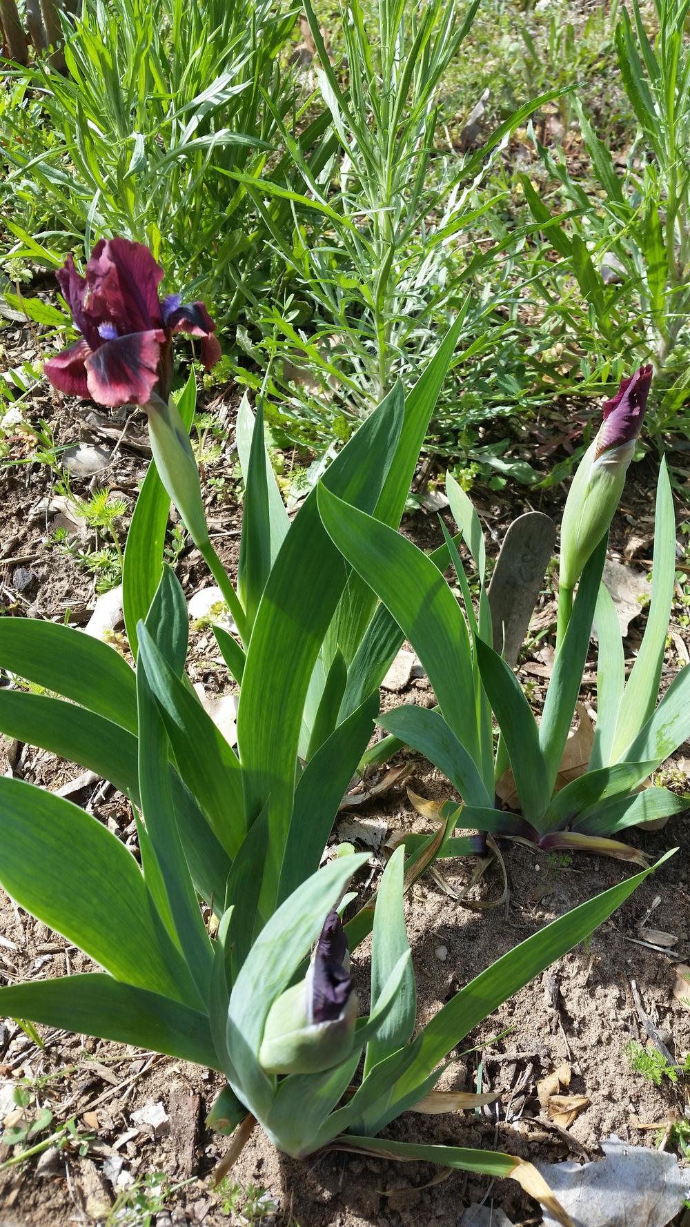 Photo of Standard Dwarf Bearded Iris (Iris 'Cat's Eye') uploaded by FAIRYROSE