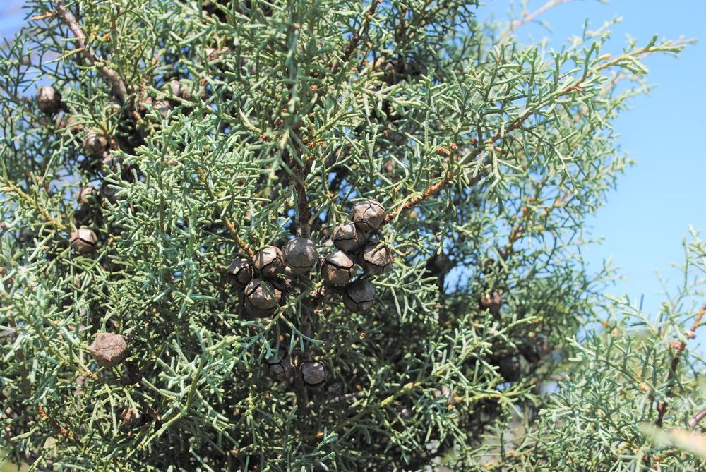 Photo of Arizona Cypress (Cupressus arizonica var. glabra 'Carolina Sapphire') uploaded by ILPARW