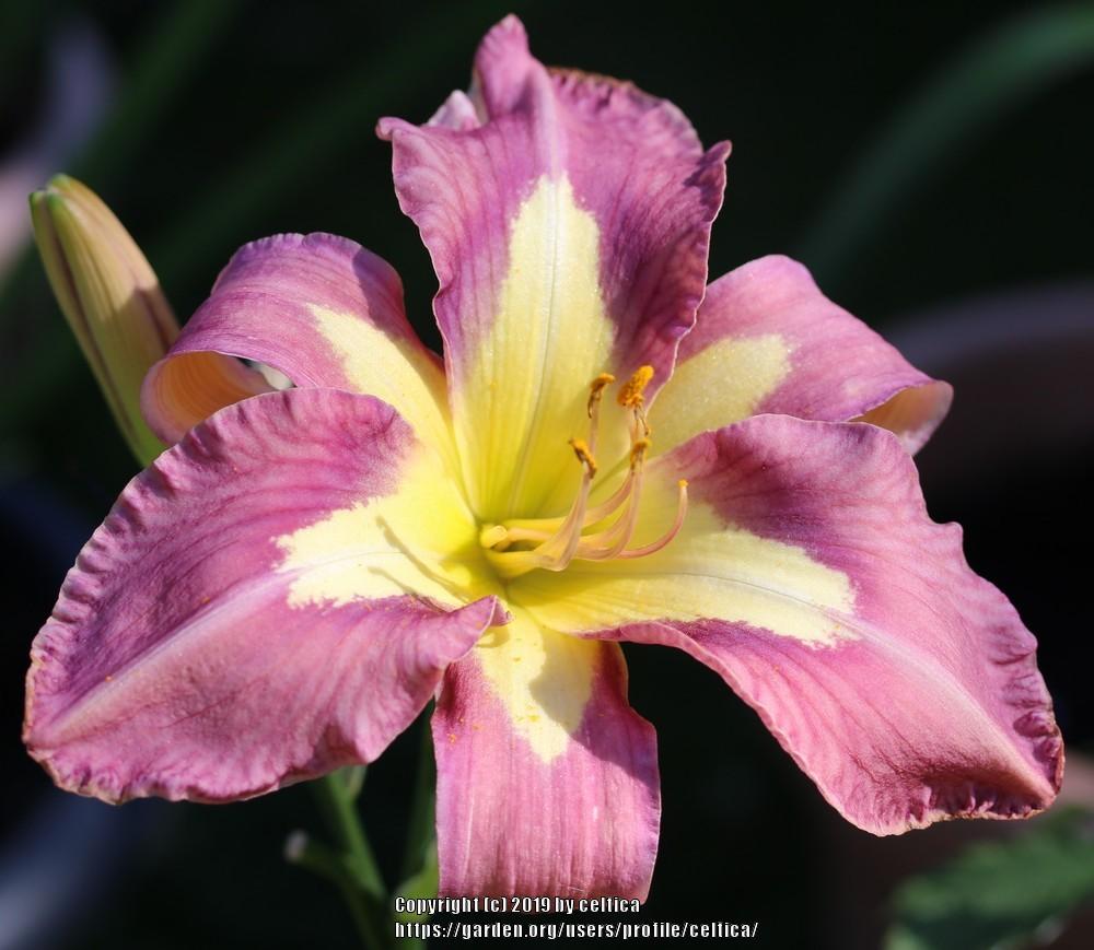 Photo of Daylily (Hemerocallis 'Jungle Queen') uploaded by celtica