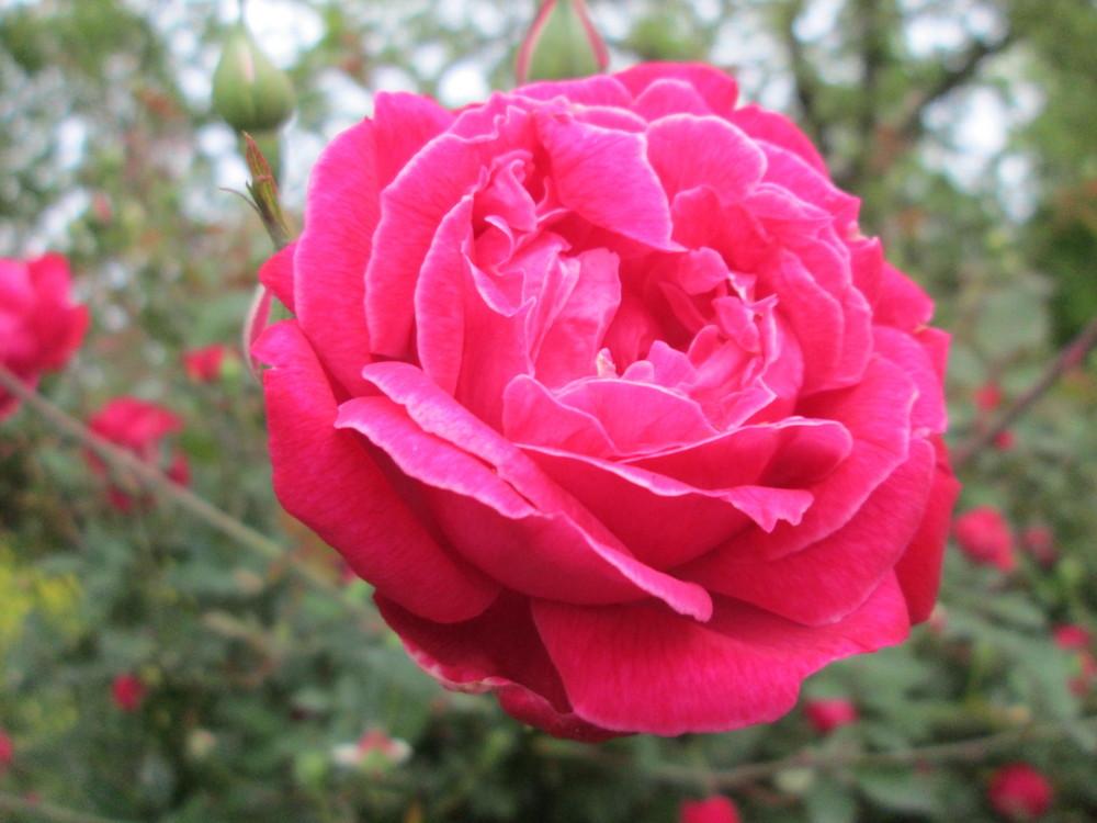 Photo of China Rose (Rosa 'Cramoisi Superieur') uploaded by christinereid54