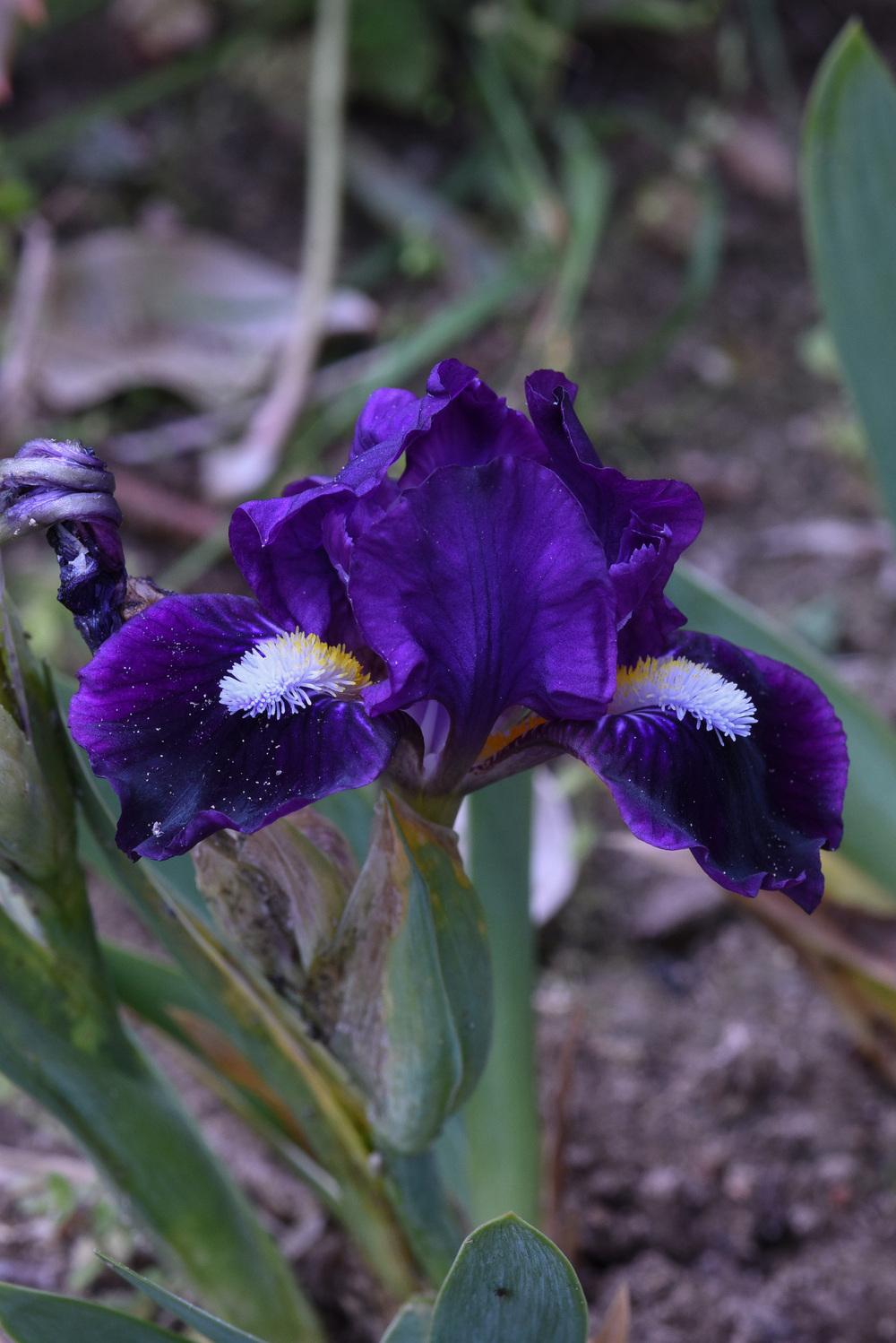 Photo of Standard Dwarf Bearded Iris (Iris 'Wish Upon a Star') uploaded by cliftoncat