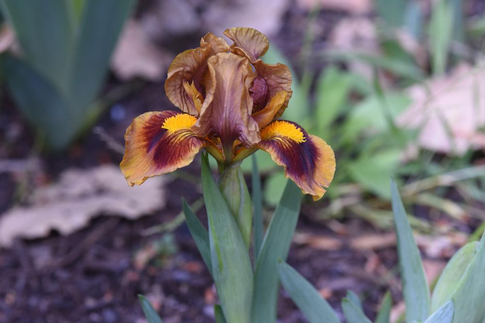 Photo of Standard Dwarf Bearded Iris (Iris 'Gingerbread Trim') uploaded by cliftoncat