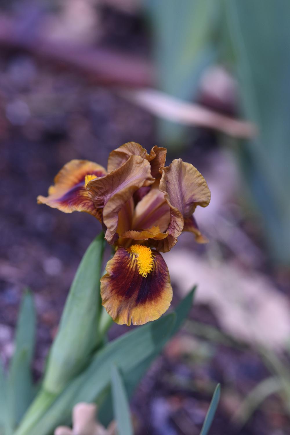 Photo of Standard Dwarf Bearded Iris (Iris 'Gingerbread Trim') uploaded by cliftoncat