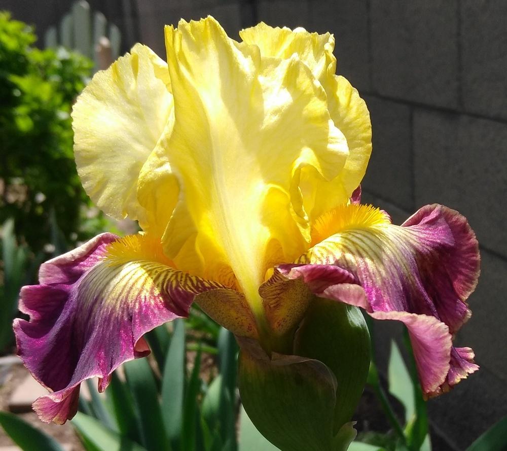 Photo of Tall Bearded Iris (Iris 'Living on the Edge') uploaded by cocoajuno