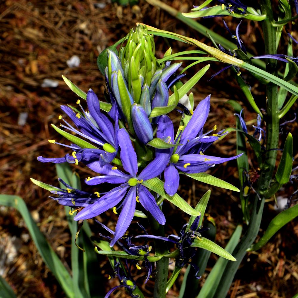 Photo of Camas Lily (Camassia quamash 'Blue Melody') uploaded by dawiz1753