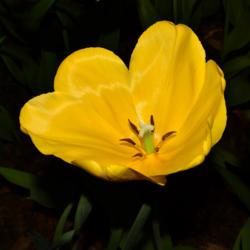 Location: Botanical Gardens of the State of Georgia...Athens, Ga
Date: 2019-04-04
Yellow Tulip 031