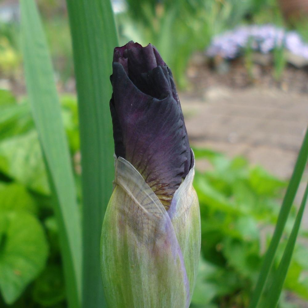 Photo of Intermediate Bearded Iris (Iris 'Jump Start') uploaded by lovemyhouse