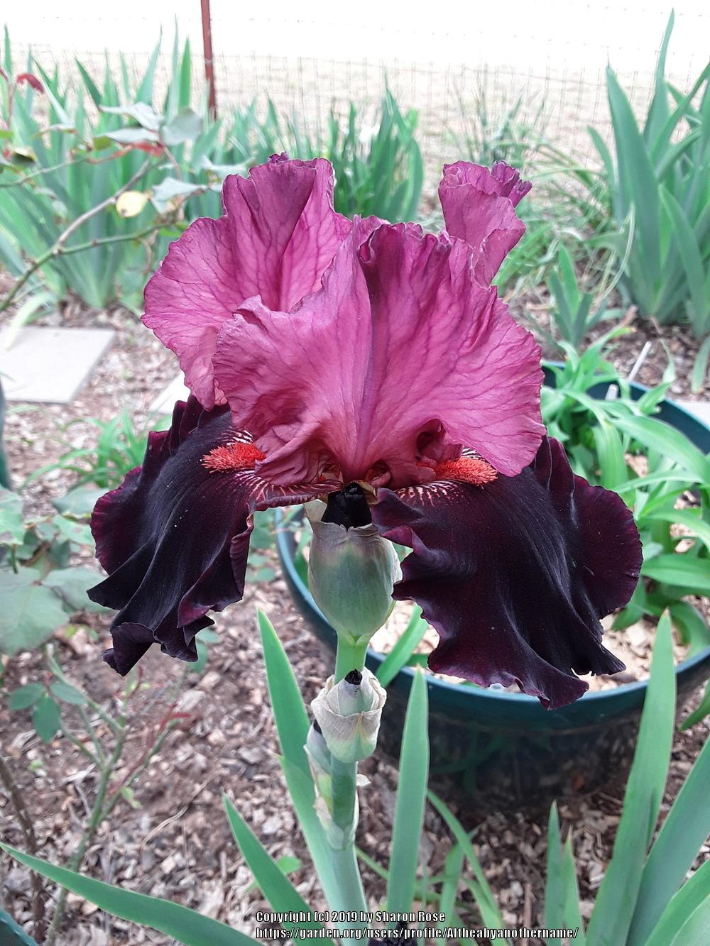 Photo of Tall Bearded Iris (Iris 'Wearing Rubies') uploaded by Altheabyanothername