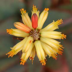 Location: Baja California
Date: 2018-12-10
Aloe conifera x (bicolor flower)