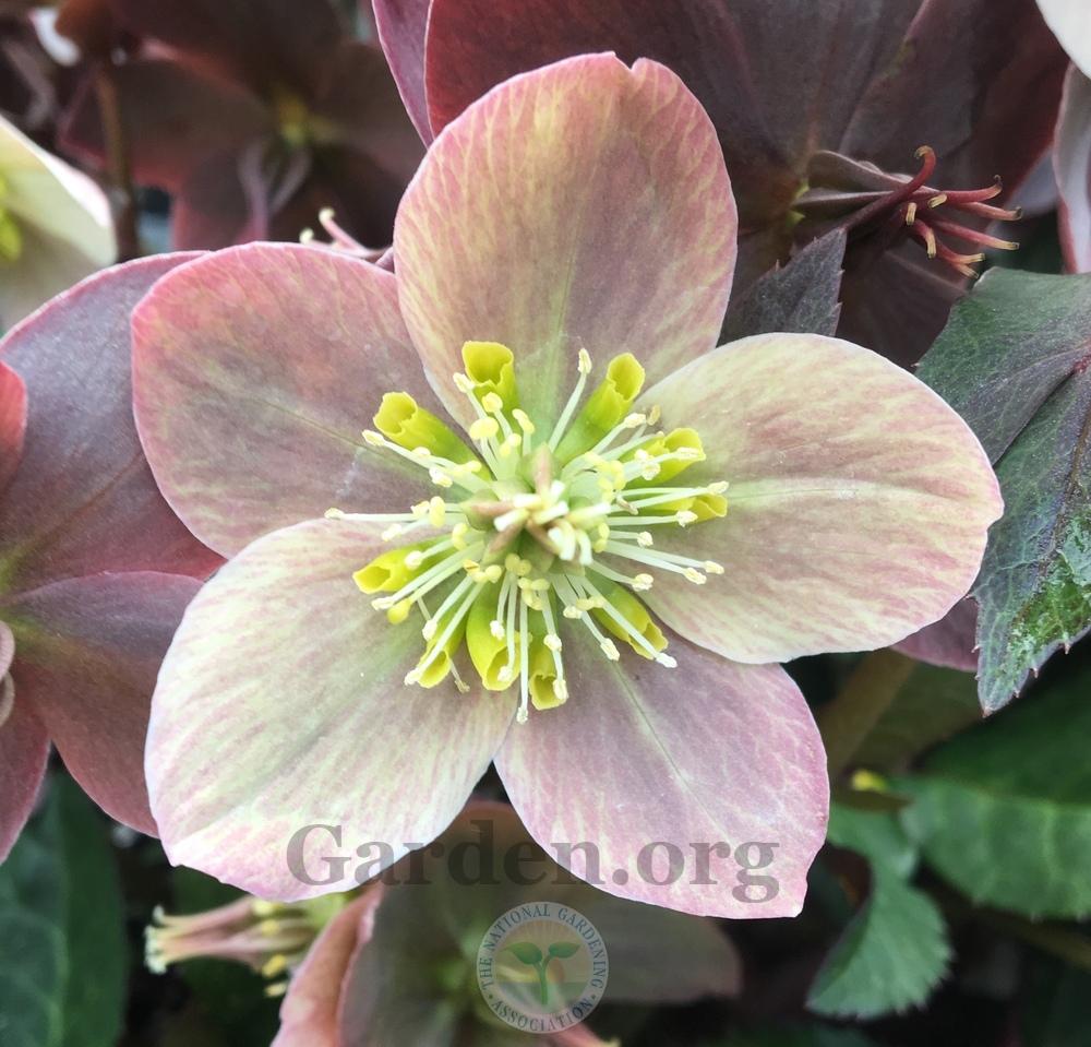 Photo of Hellebore (Helleborus Gold Collection® Merlin) uploaded by BlueOddish