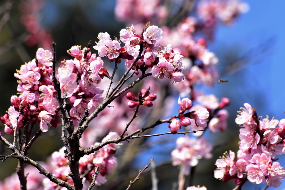 Photo of Prunus uploaded by Orsola
