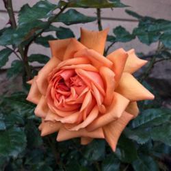 
Date: 2019-04-06
Rosa 'South Africa'