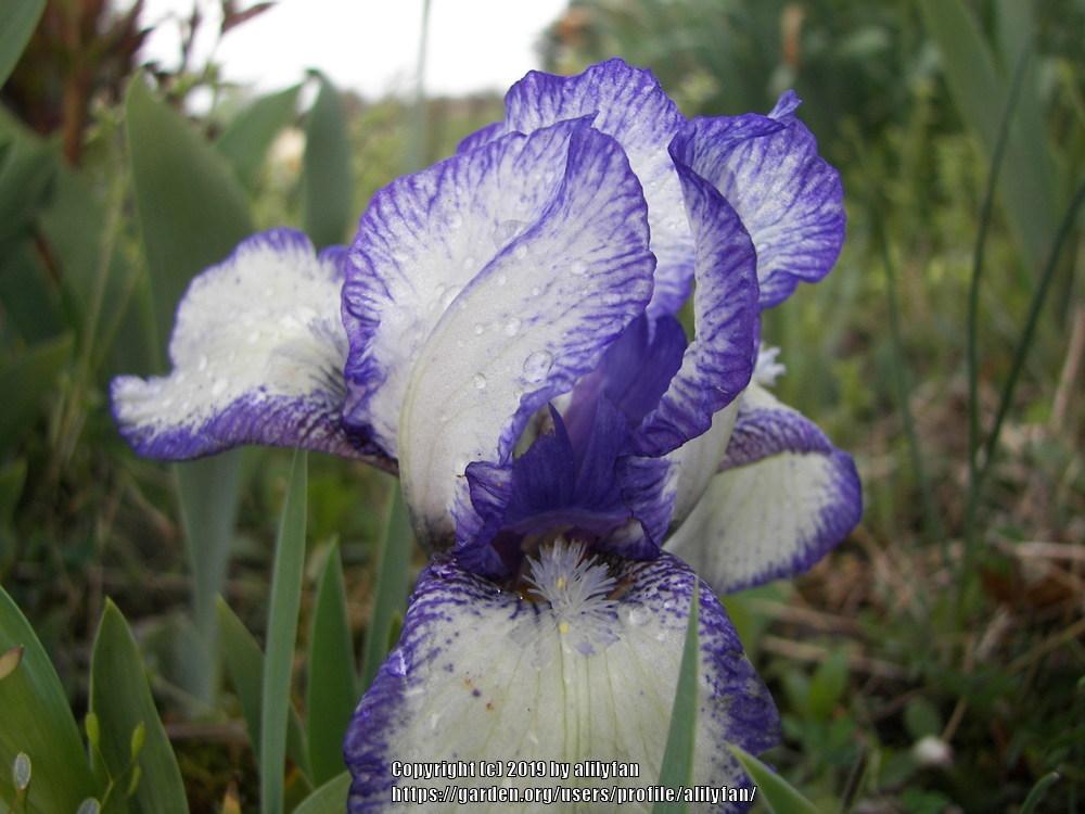 Photo of Standard Dwarf Bearded Iris (Iris 'Stitch Witch') uploaded by alilyfan