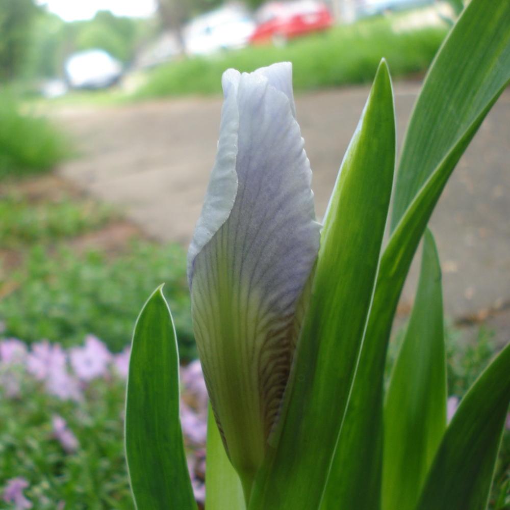 Photo of Standard Dwarf Bearded Iris (Iris 'Boo') uploaded by lovemyhouse