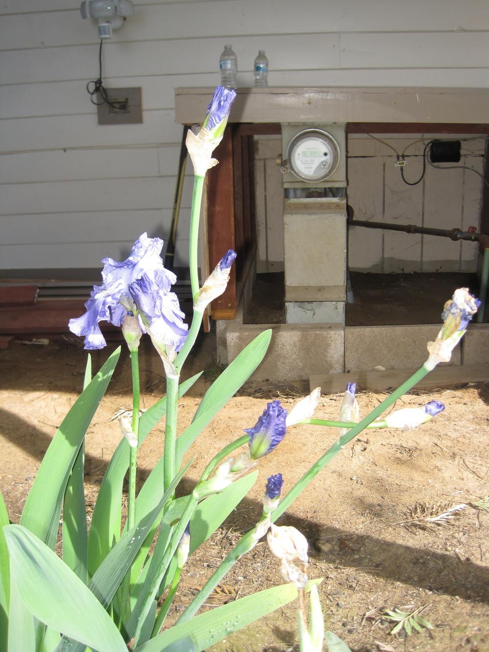 Photo of Tall Bearded Iris (Iris 'Honky Tonk Blues') uploaded by shalyn
