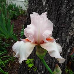 Location: My Caffeinated Garden, Grapevine, TX
Date: 2019-04-07
First bloom ever in my Caffeinated Garden!