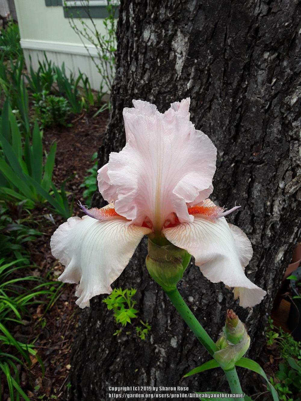 Photo of Tall Bearded Iris (Iris 'Cherry Blossom Special') uploaded by Altheabyanothername