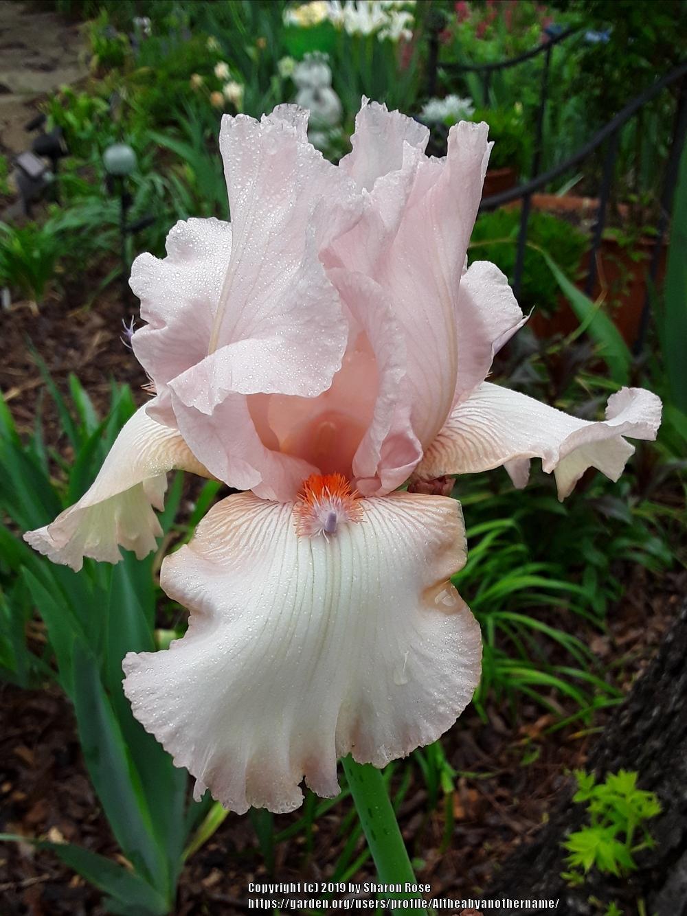 Photo of Tall Bearded Iris (Iris 'Cherry Blossom Special') uploaded by Altheabyanothername