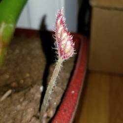 Location: Milwaukee, Wisconsin
Date: 2019-04-08
Strange prickly plant that sprouted in my Bromeliad pot