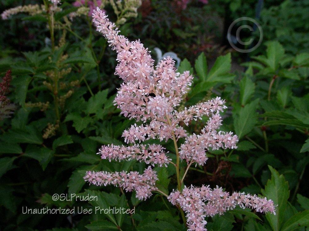 Photo of False Goat's Beard (Astilbe Younique Silvery Pink™) uploaded by DaylilySLP