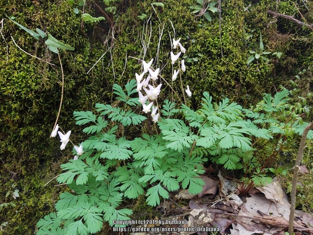 Photo of Dutchman's Breeches (Dicentra cucullaria) uploaded by DraDiana