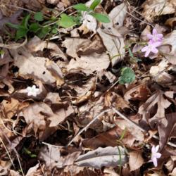 Location: Greer Spring, MO
Date: 2019-04-06
White, pink and striped variants