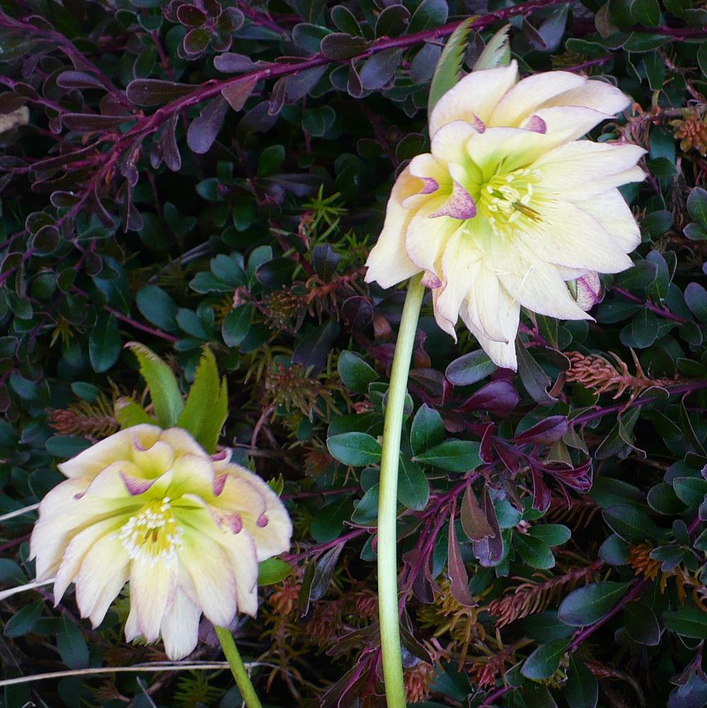 Photo of Hellebore (Helleborus Winter Jewels™ Golden Lotus) uploaded by HemNorth