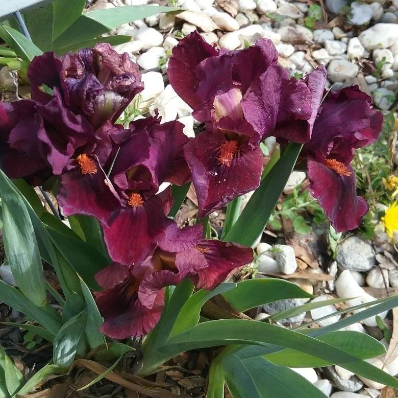 Photo of Standard Dwarf Bearded Iris (Iris 'Minidragon') uploaded by grannysgarden