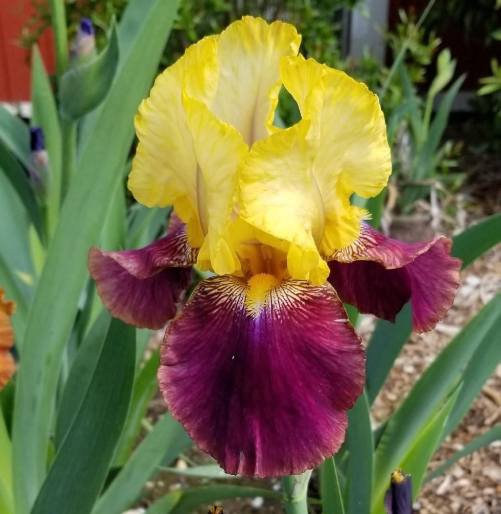 Photo of Tall Bearded Iris (Iris 'Blatant') uploaded by jigs1968