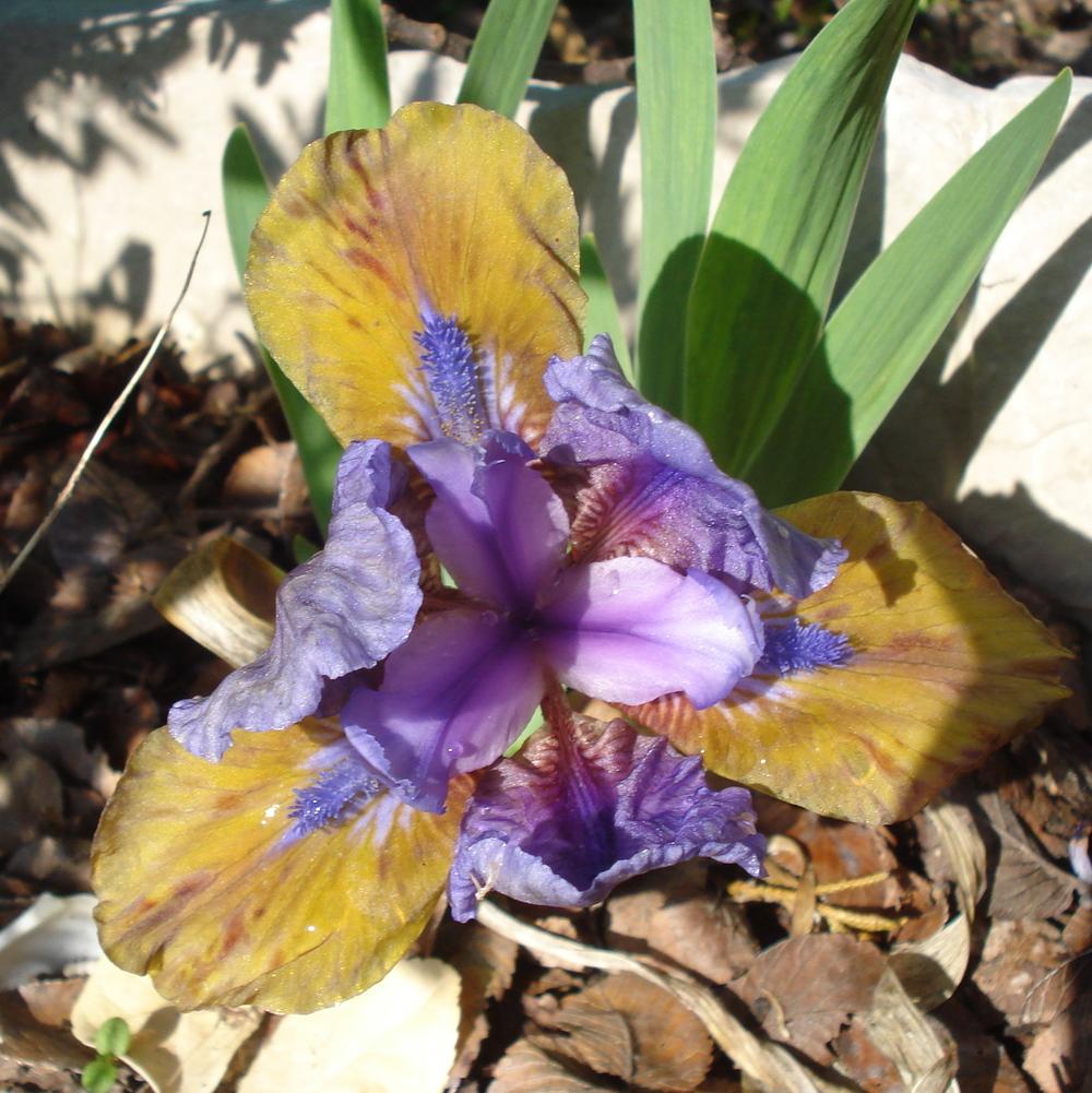 Photo of Standard Dwarf Bearded Iris (Iris 'What Again') uploaded by lovemyhouse