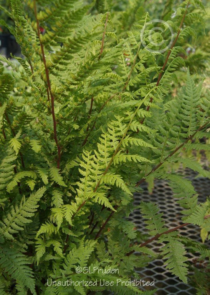 Photo of Red Lady Fern (Athyrium angustum 'Lady in Red') uploaded by DaylilySLP