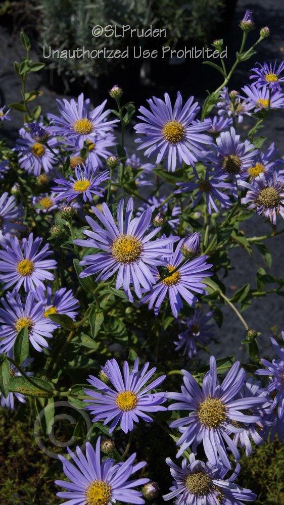 Photo of Aster (Aster x frikartii 'Monch') uploaded by DaylilySLP