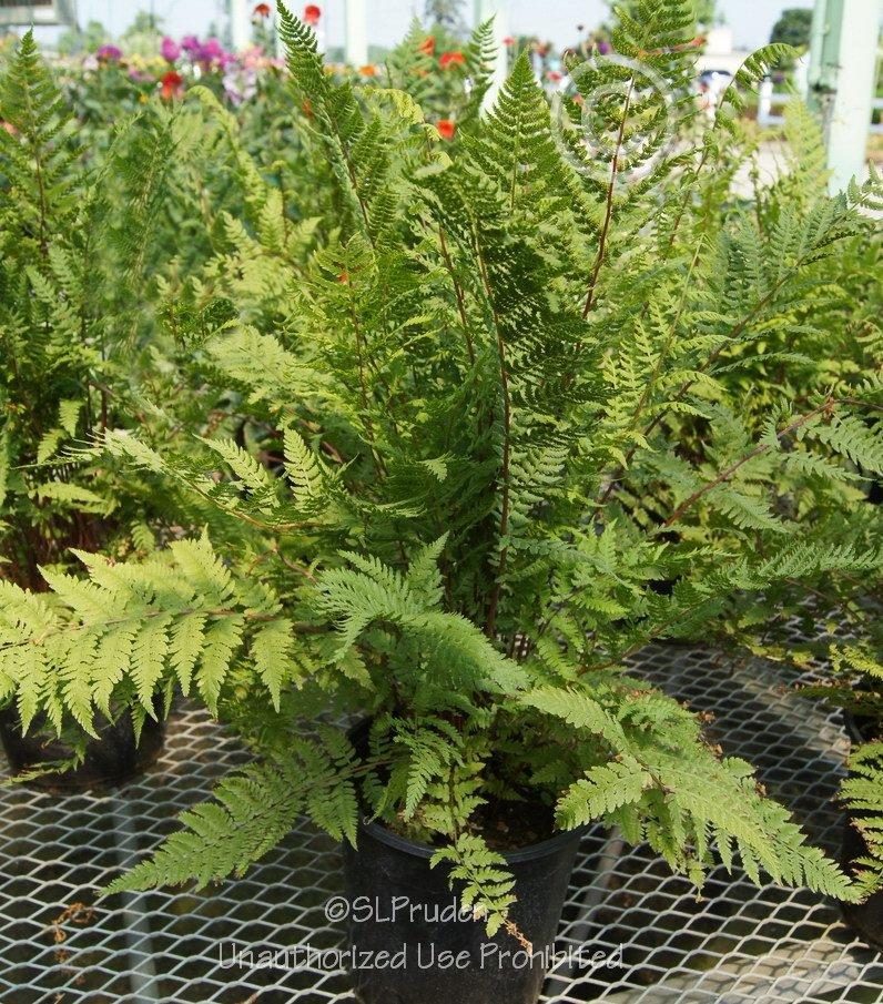 Photo of Red Lady Fern (Athyrium angustum 'Lady in Red') uploaded by DaylilySLP