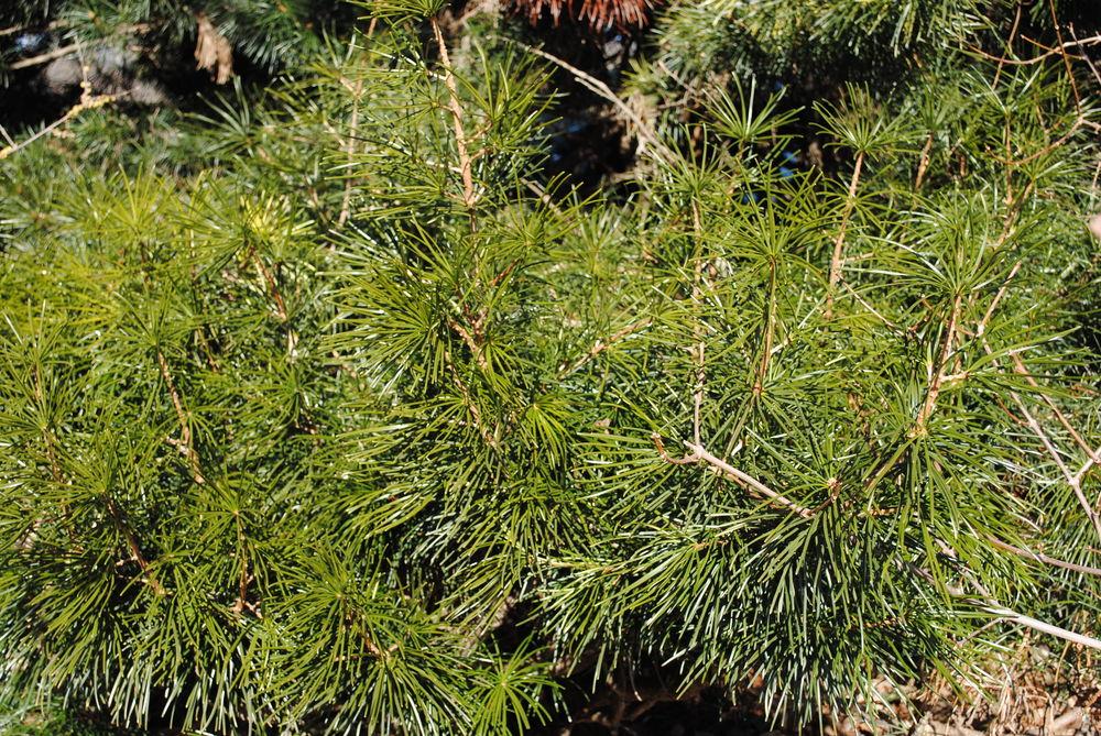 Photo of Japanese Umbrella Pine (Sciadopitys verticillata) uploaded by ILPARW