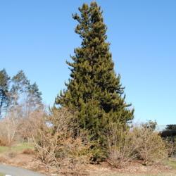 Location: Tyler Arboretum near Media, Pennsylvania
Date: 2010-01-09
single mature tree