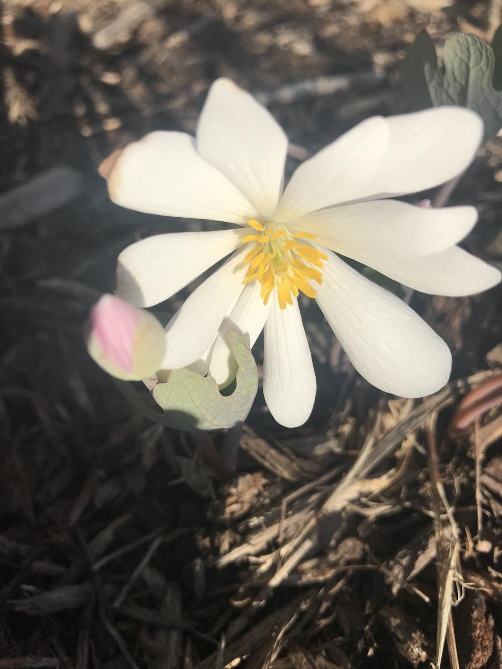 Photo of Bloodroot (Sanguinaria canadensis) uploaded by Legalily