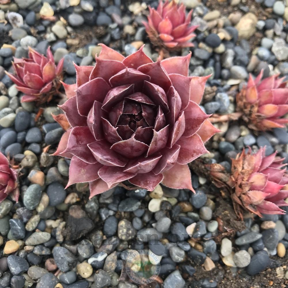 Photo of Hen and Chicks (Sempervivum 'Tesoro') uploaded by Patty