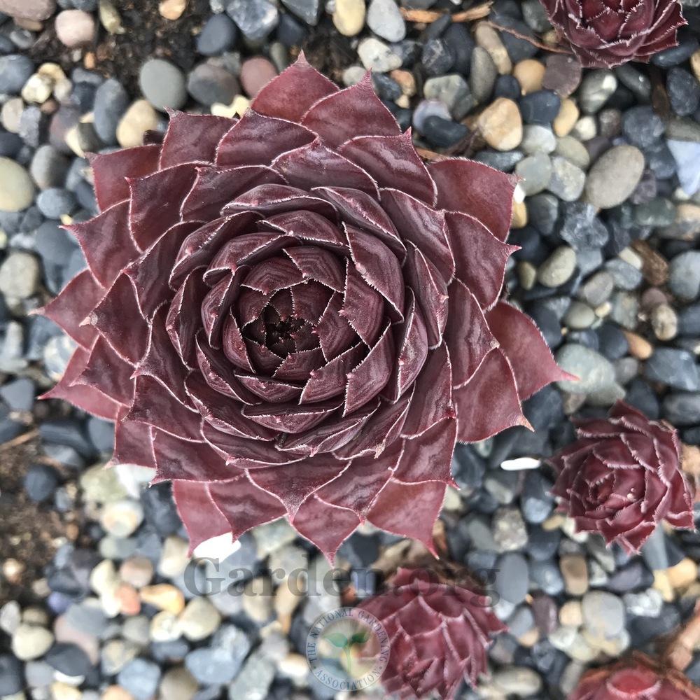 Photo of Hen and Chicks (Sempervivum 'Mother of Many') uploaded by Patty