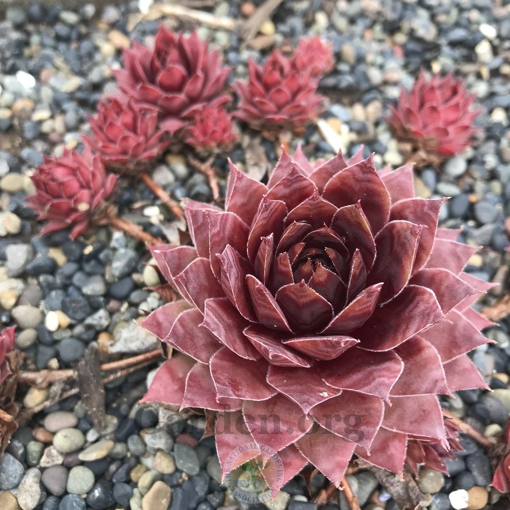 Photo of Hen and Chicks (Sempervivum 'Dippy Dame') uploaded by Patty