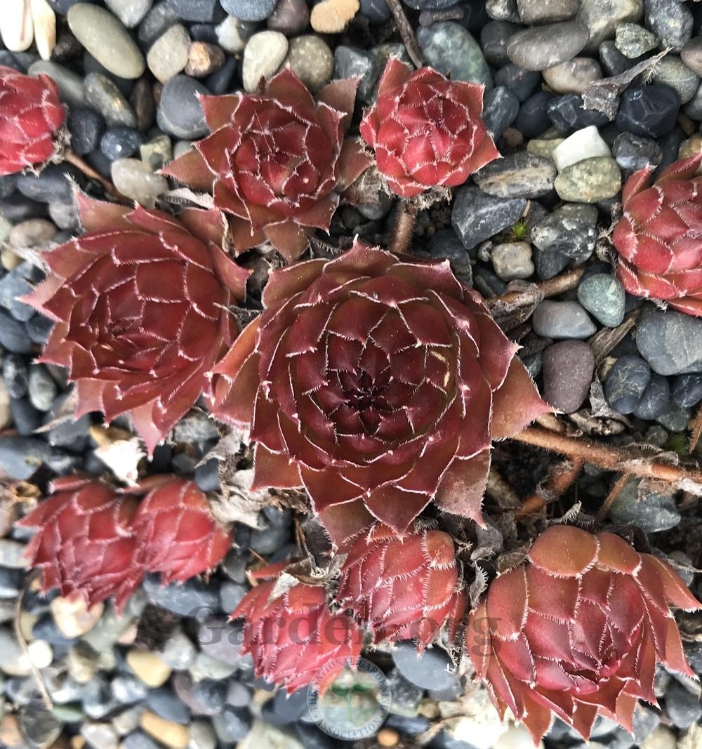 Photo of Hen and Chicks (Sempervivum 'Hot Cocoa') uploaded by Patty