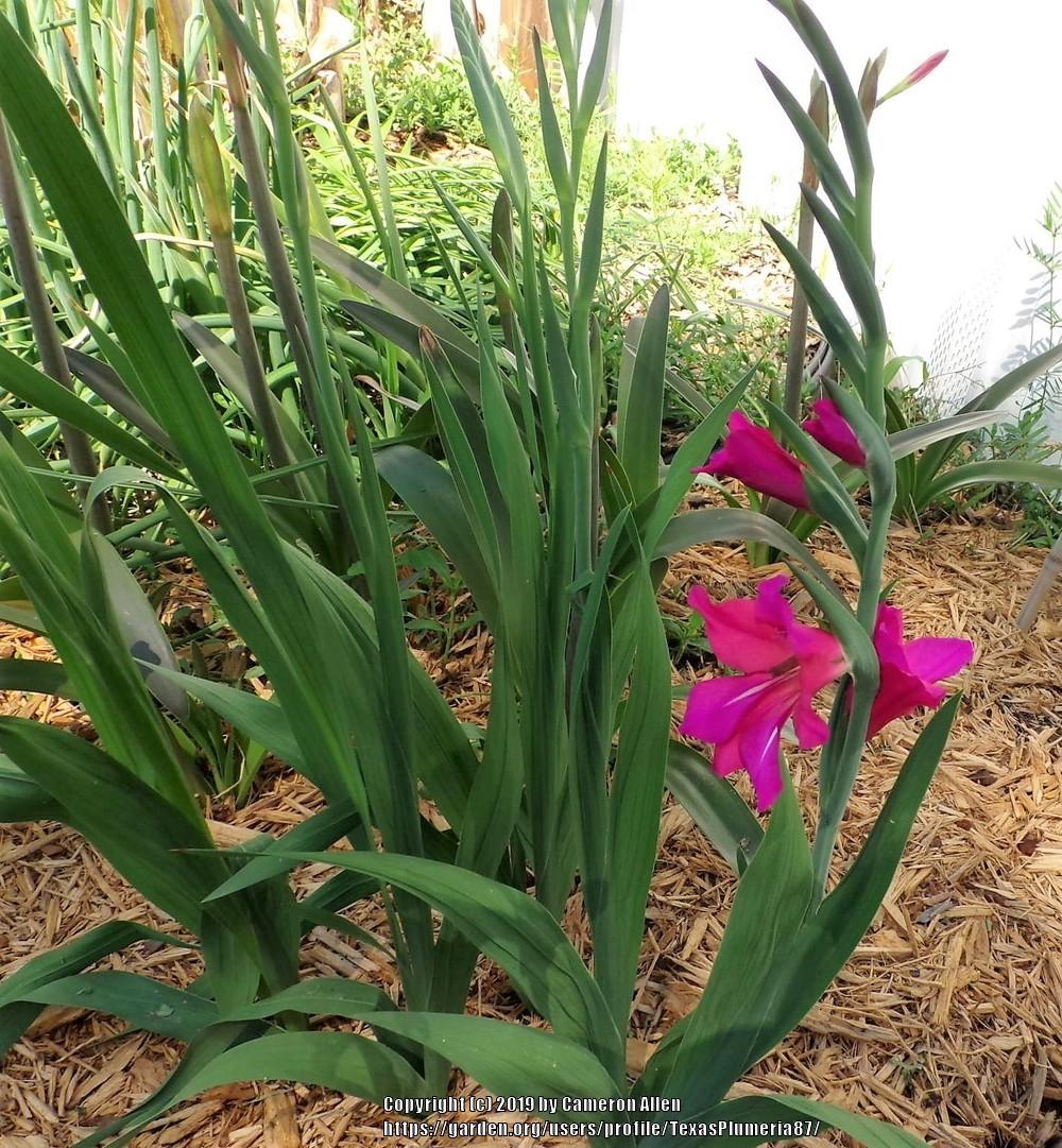 Photo of Byzantine Gladiolus (Gladiolus x byzantinus) uploaded by TexasPlumeria87