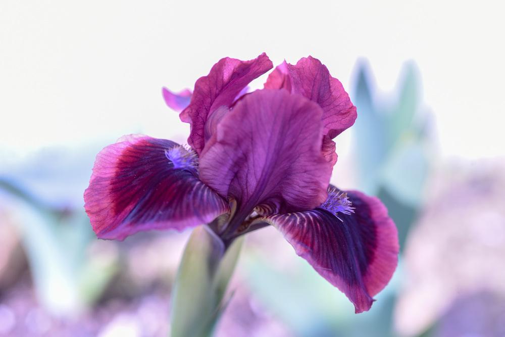 Photo of Standard Dwarf Bearded Iris (Iris 'Cat's Eye') uploaded by cliftoncat