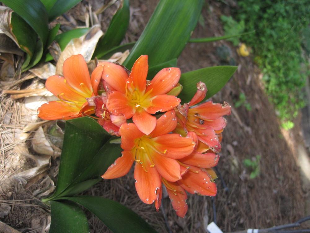 Photo of Clivias (Clivia) uploaded by shalyn