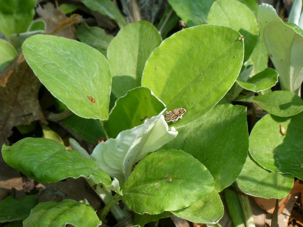 Photo of Plantain-Leaf Pussytoes (Antennaria plantaginifolia) uploaded by wildflowers