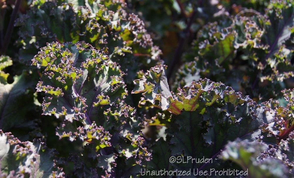 Photo of Kale (Brassica oleracea var. viridis 'Redbor') uploaded by DaylilySLP