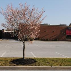 Location: Thorndale, Pennsylvania
Date: December 2015
young tree at parking lot