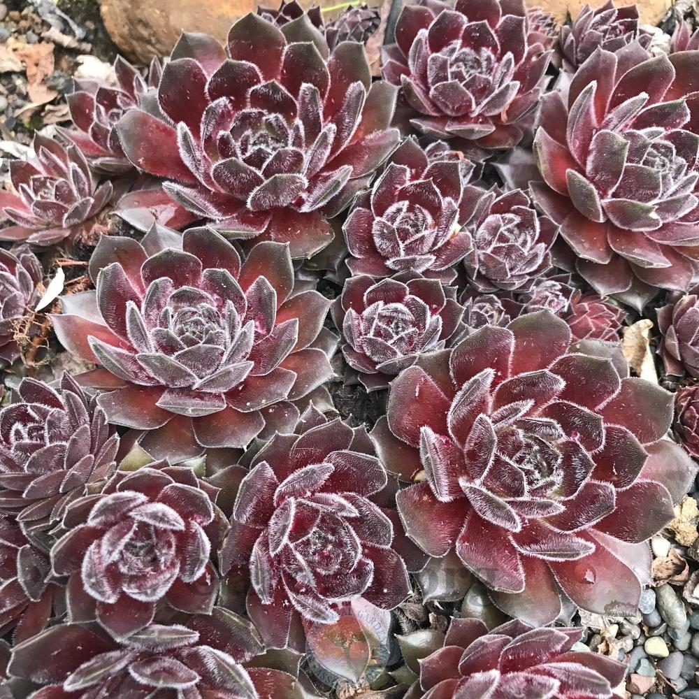 Photo of Hen and Chicks (Sempervivum 'Ohio Burgundy') uploaded by Patty