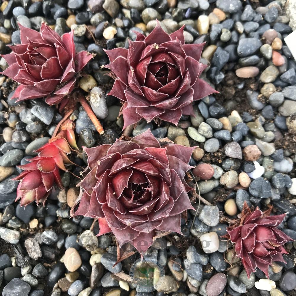 Photo of Hen and Chicks (Sempervivum 'Harlequin Rouge') uploaded by Patty
