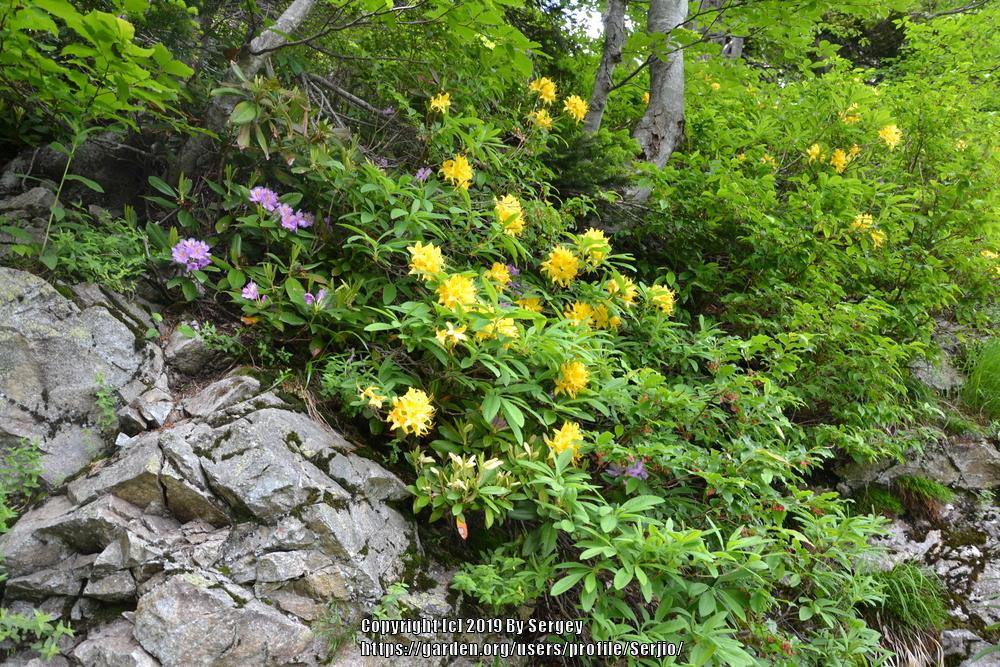 Photo of Rhododendrons (Rhododendron) uploaded by Serjio